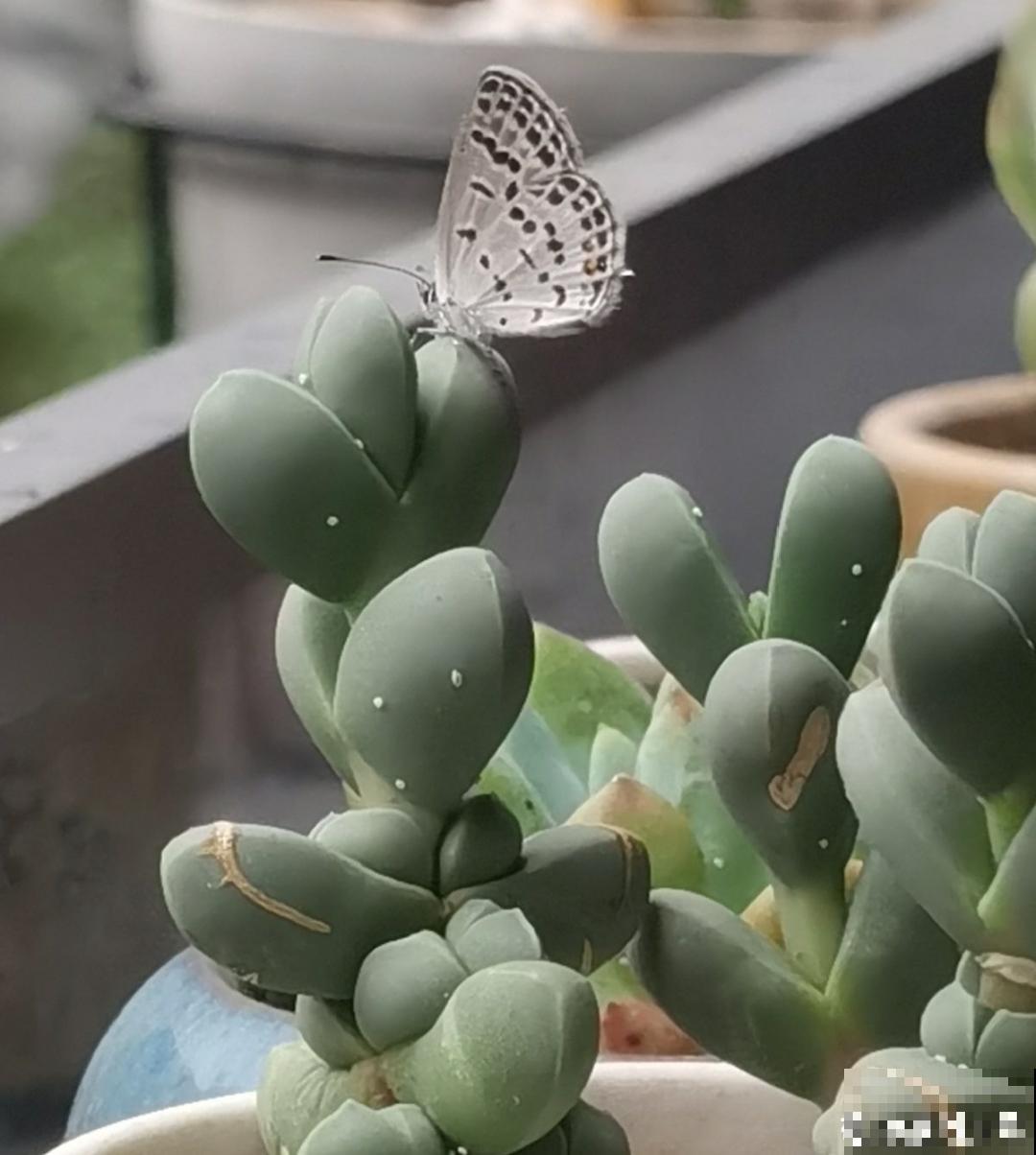 4种花别乱养,天天招虫子,越养越生气 4种花别乱养,天天招虫子,越养越生气