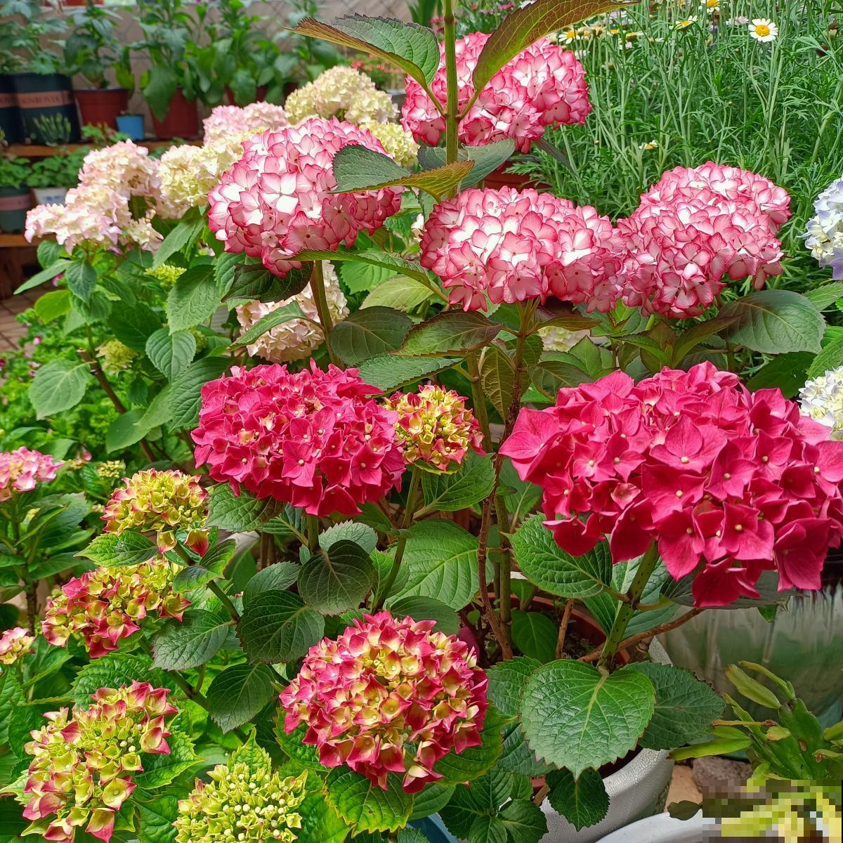 绣球花开花没动静，只差这两下修剪，就能让绣球花轻松爆盆！