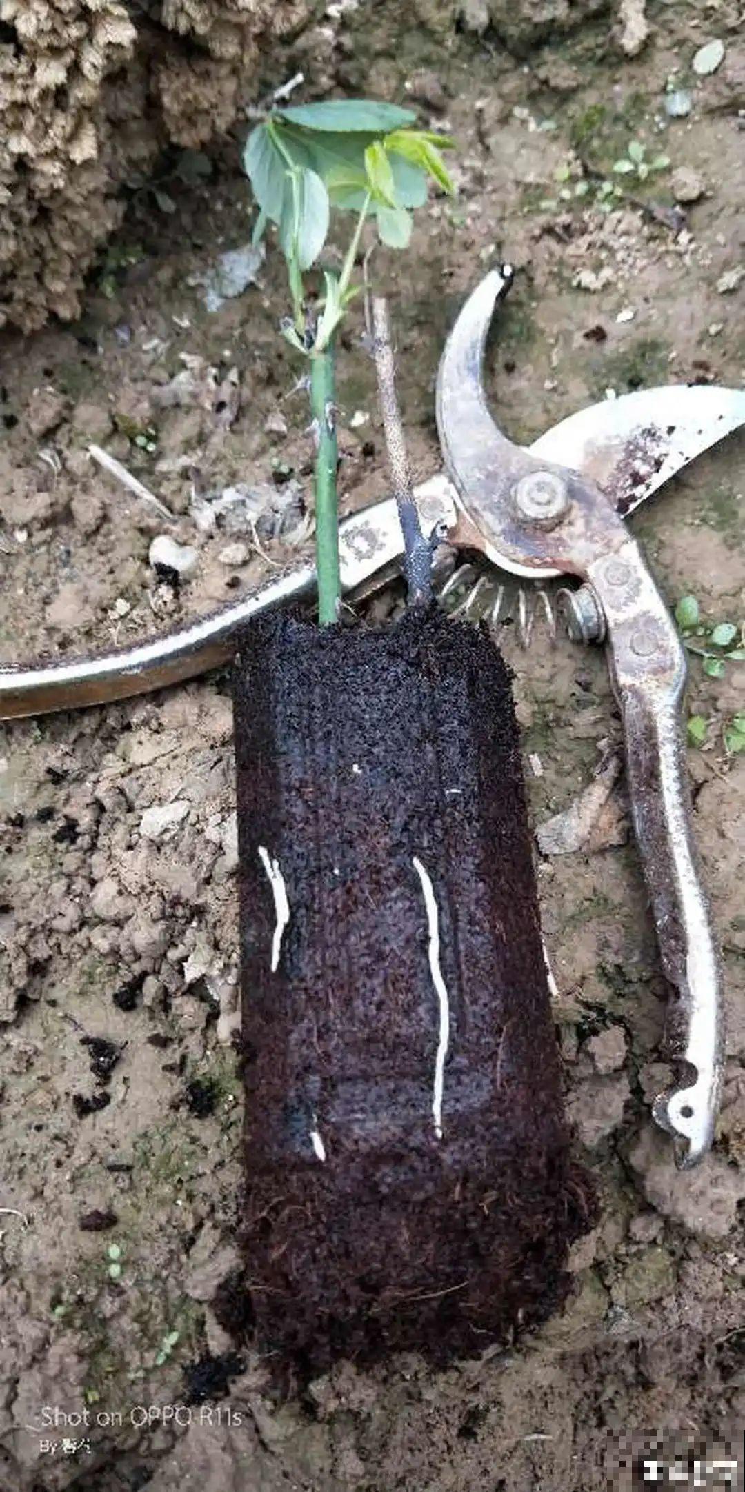 网购回家的花，一定要第一时间打开，不然都闷死了