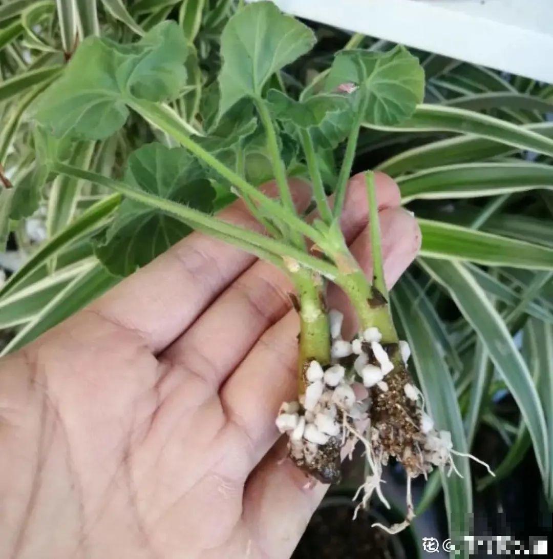 平时的“贵货花”,路边扔了一卡车,赶紧捡回家 平时的“贵货花”,路边扔了一卡车,赶紧捡回家