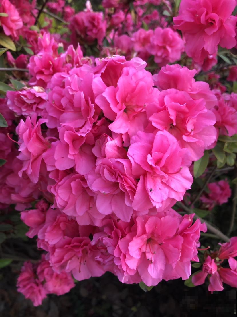 盘点！我国的市花，你听过几个？