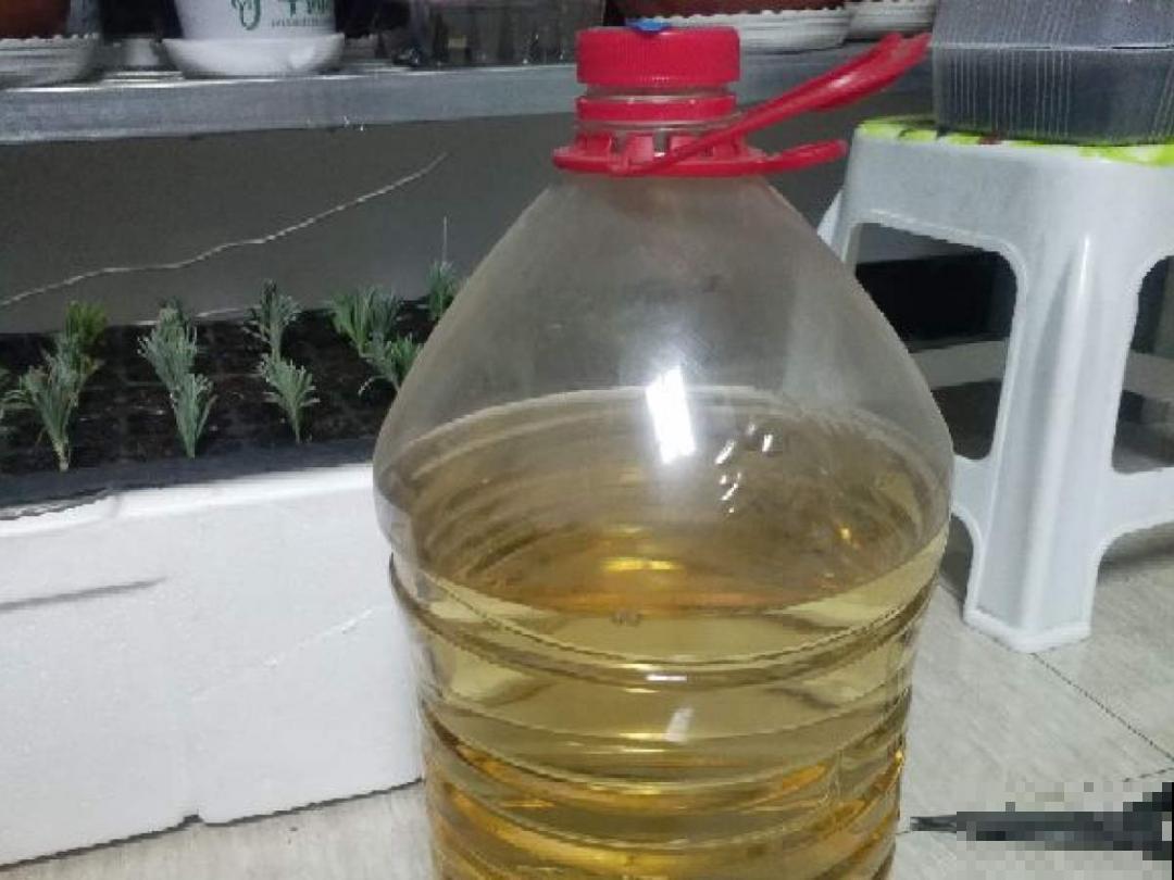 植物搬出门，痛快淋场雨，植物越来越旺