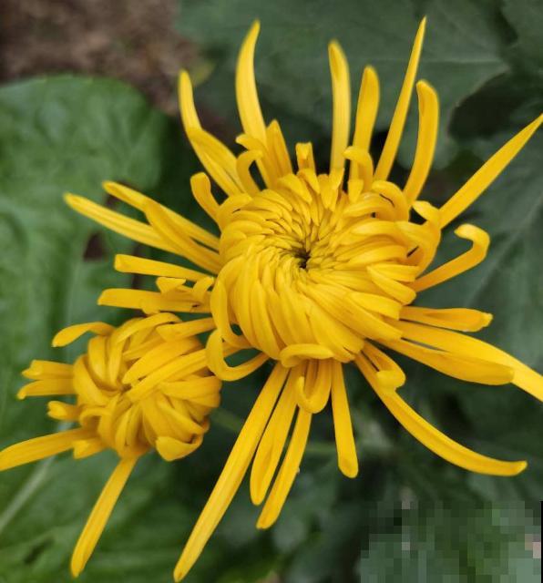 秋天又乏又燥,做好5件事,有效缓解乏和燥 秋天又乏又燥,做好5件事,有效缓解乏和燥