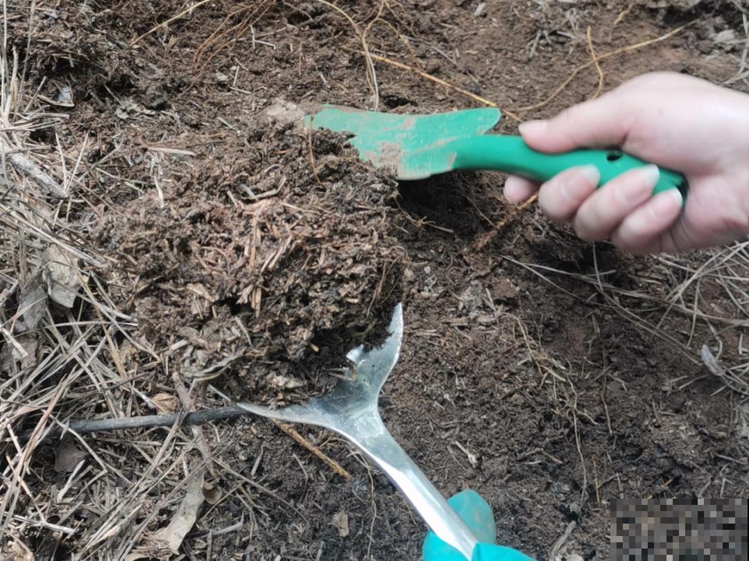 9种土别拿来养花,对花不好,容易黄叶烂根 9种土别拿来养花,对花不好,容易黄叶烂根