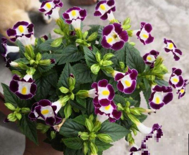 强悍的小草花，种一次年年开，越晒花越多！