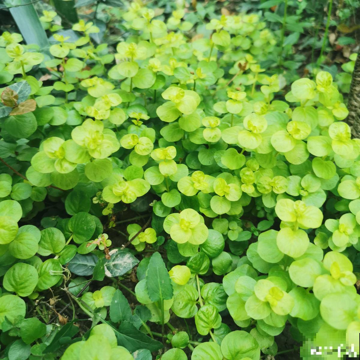 要金钱还是要铜钱，金钱草和铜钱草养哪个最好？