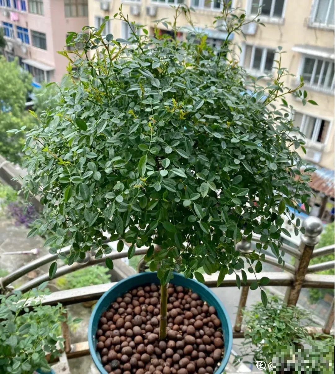 养了30年的玉树,扦插开出9色花,快来沾沾喜气 养了30年的玉树,扦插开出9色花,快来沾沾喜气