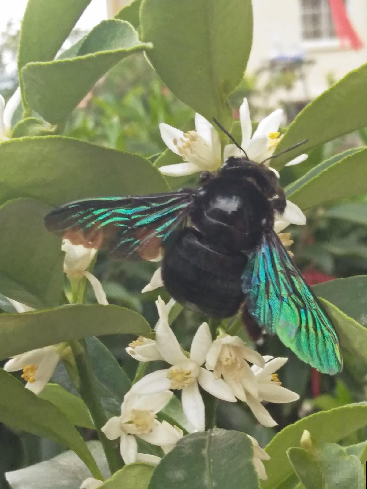 前方有花粉，花粉过敏者请小心！当然，也有花对你友好