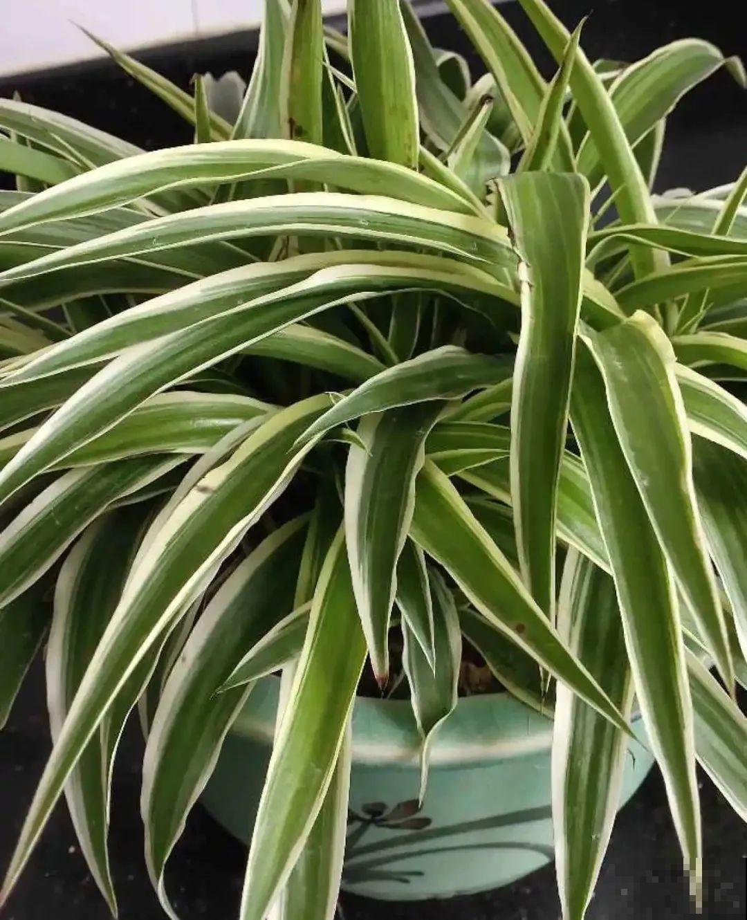 夏天养花，就怕乱浇水，千万不能积水