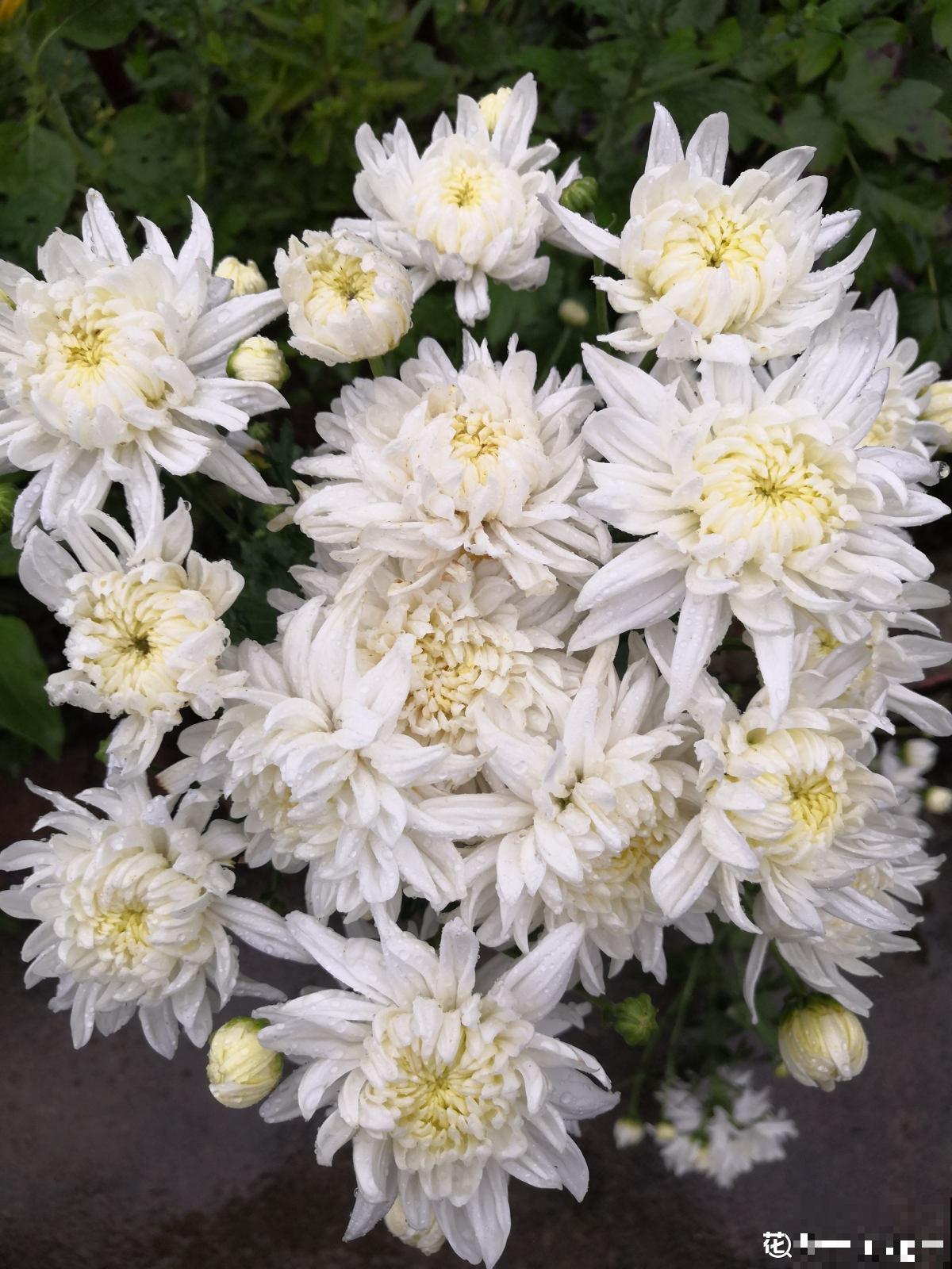 秋天是养花新高峰,院子赶紧种上4种花,美得像幅画 秋天是养花新高峰,院子赶紧种上4种花,美得像幅画