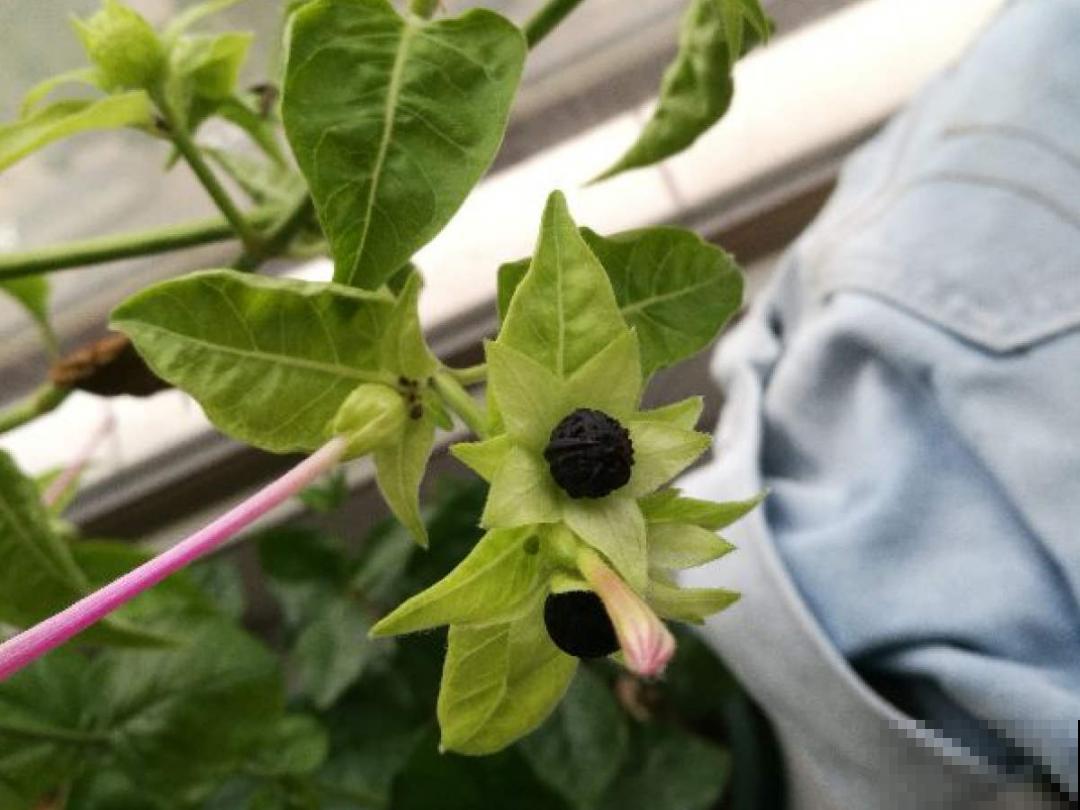 10种花开完不要剪，等20天之后，1盆变多盆