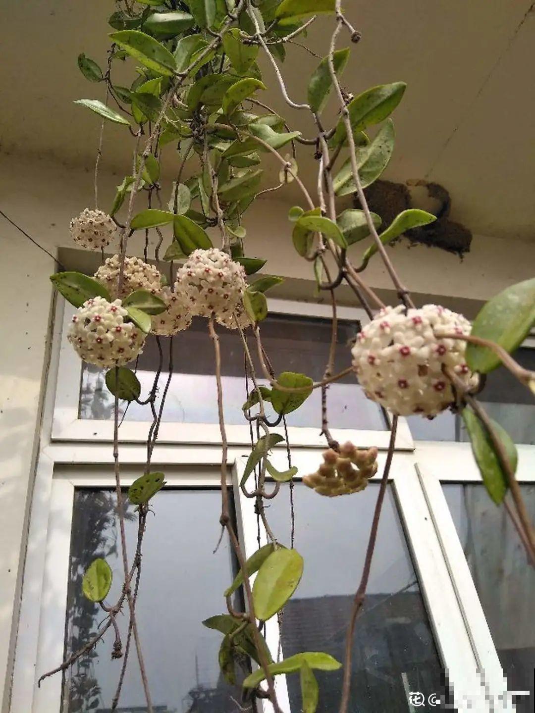 三角梅剪 一剪，搬出去晒晒，呼呼爆花