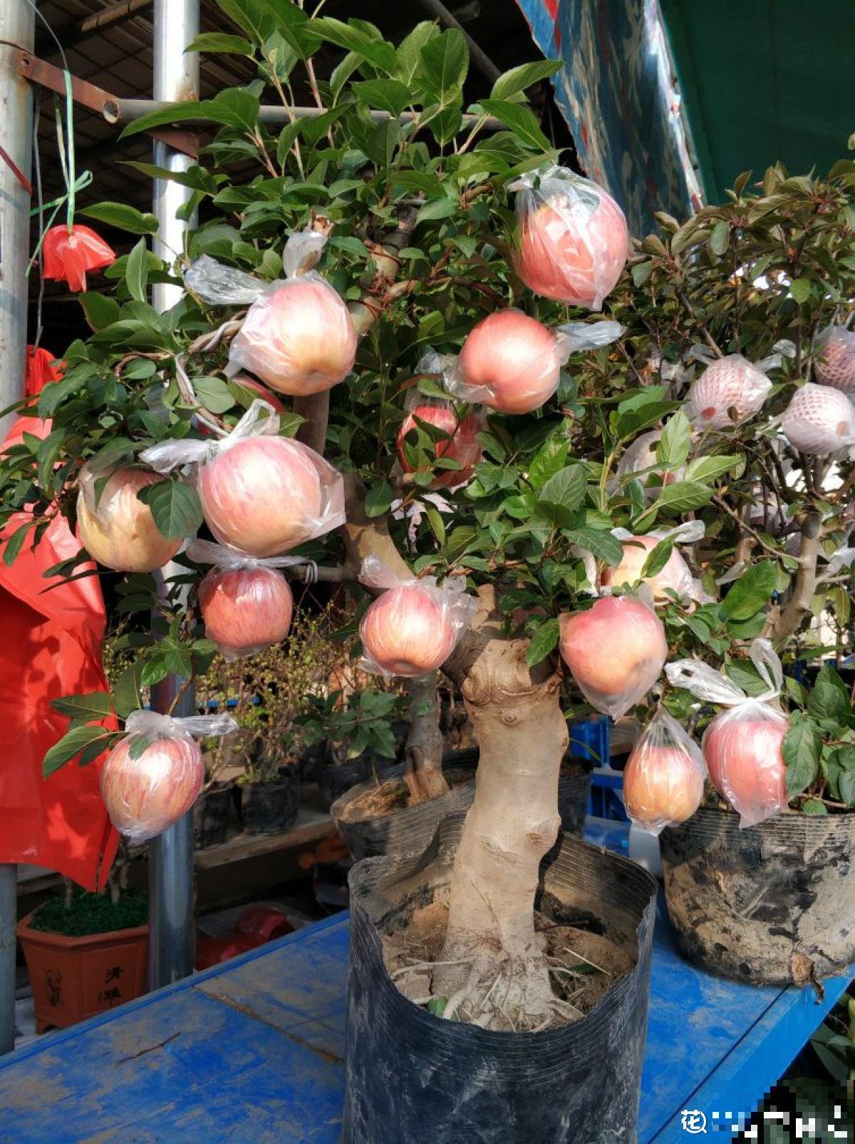 果树首选种苹果，6个步骤，在家吃到大苹果