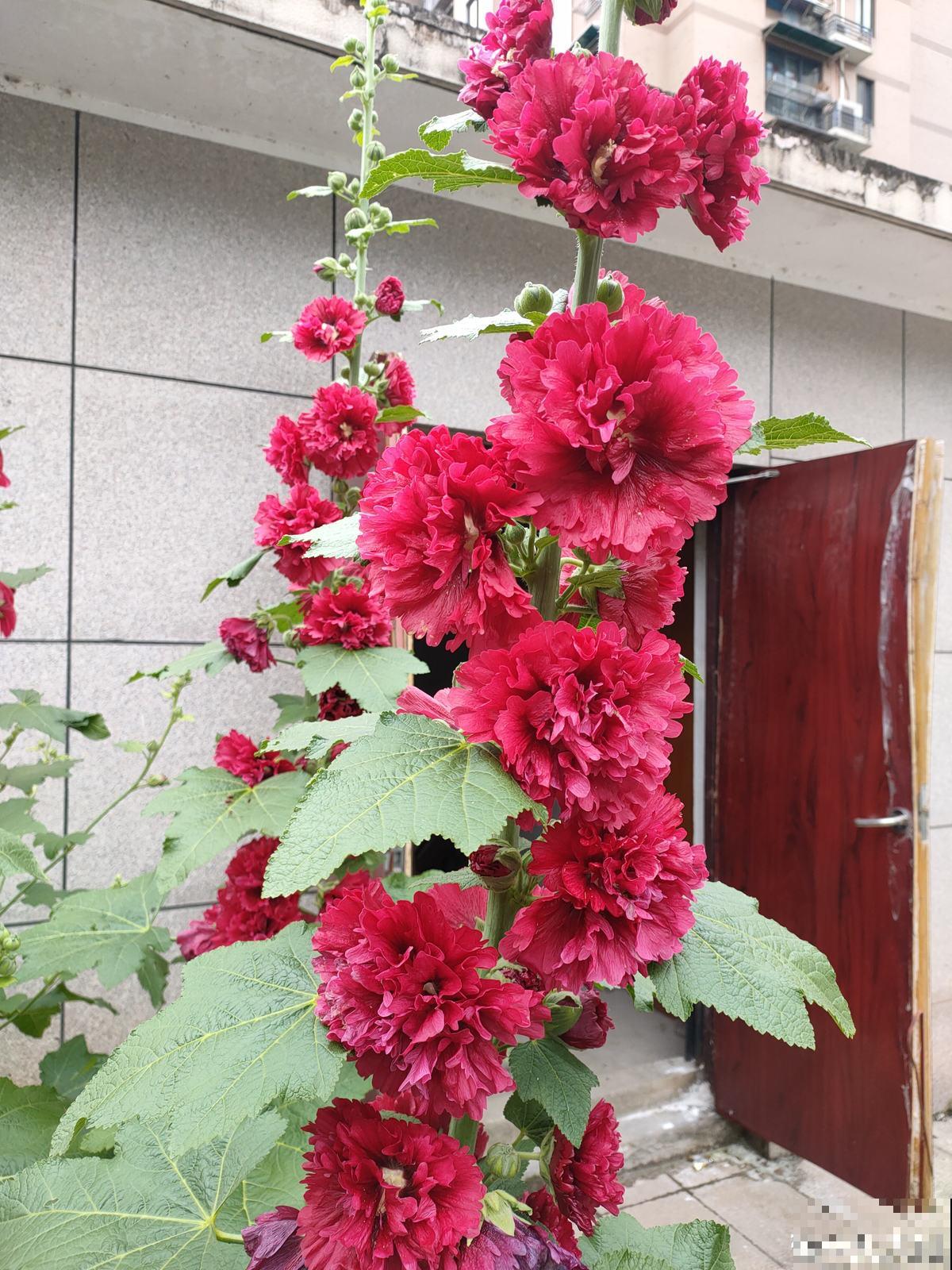 童年常见的20种花，城里很难见到，你认识几种