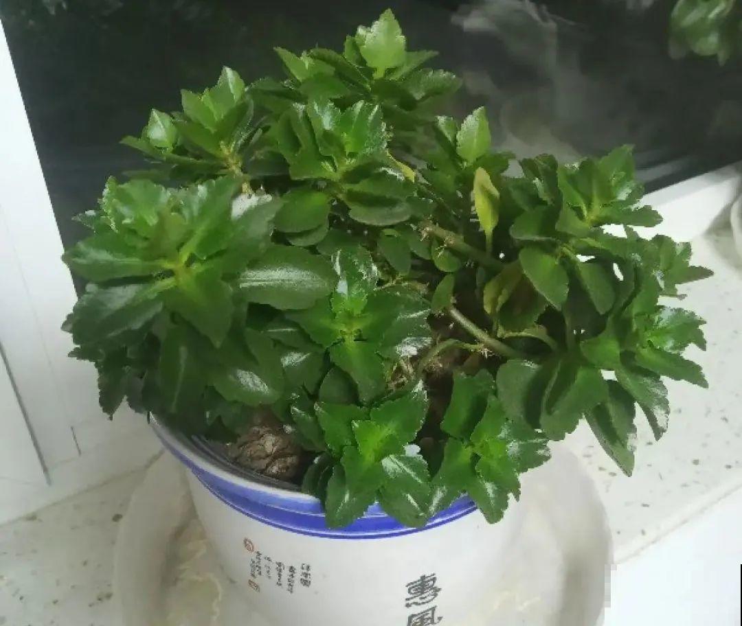 9种花,夏天休眠了,一定少浇水,否则越浇越死 9种花,夏天休眠了,一定少浇水,否则越浇越死