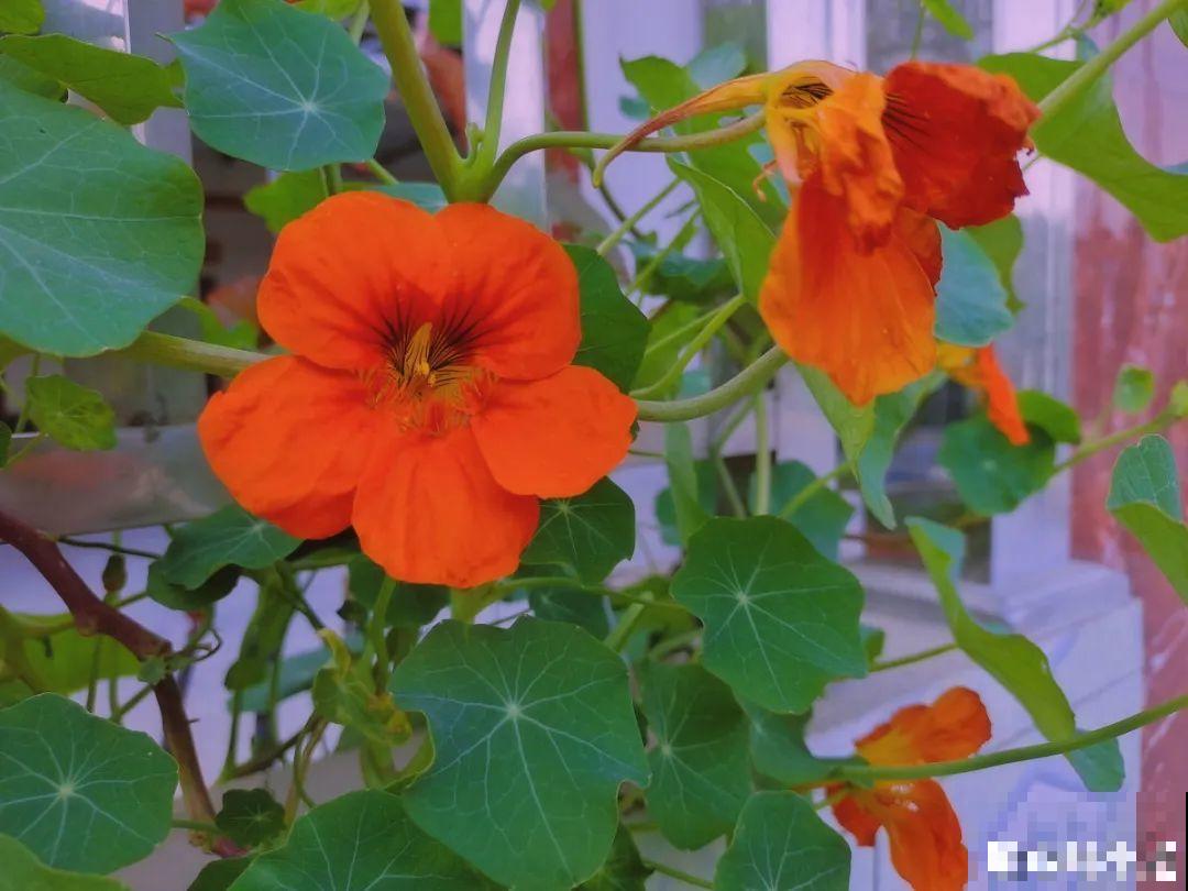 10种花开完不要剪，等20天之后，1盆变多盆