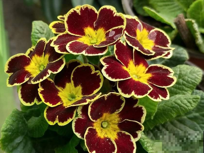 播种时间到,立秋后撒下去,冬春就开花 播种时间到,立秋后撒下去,冬春就开花