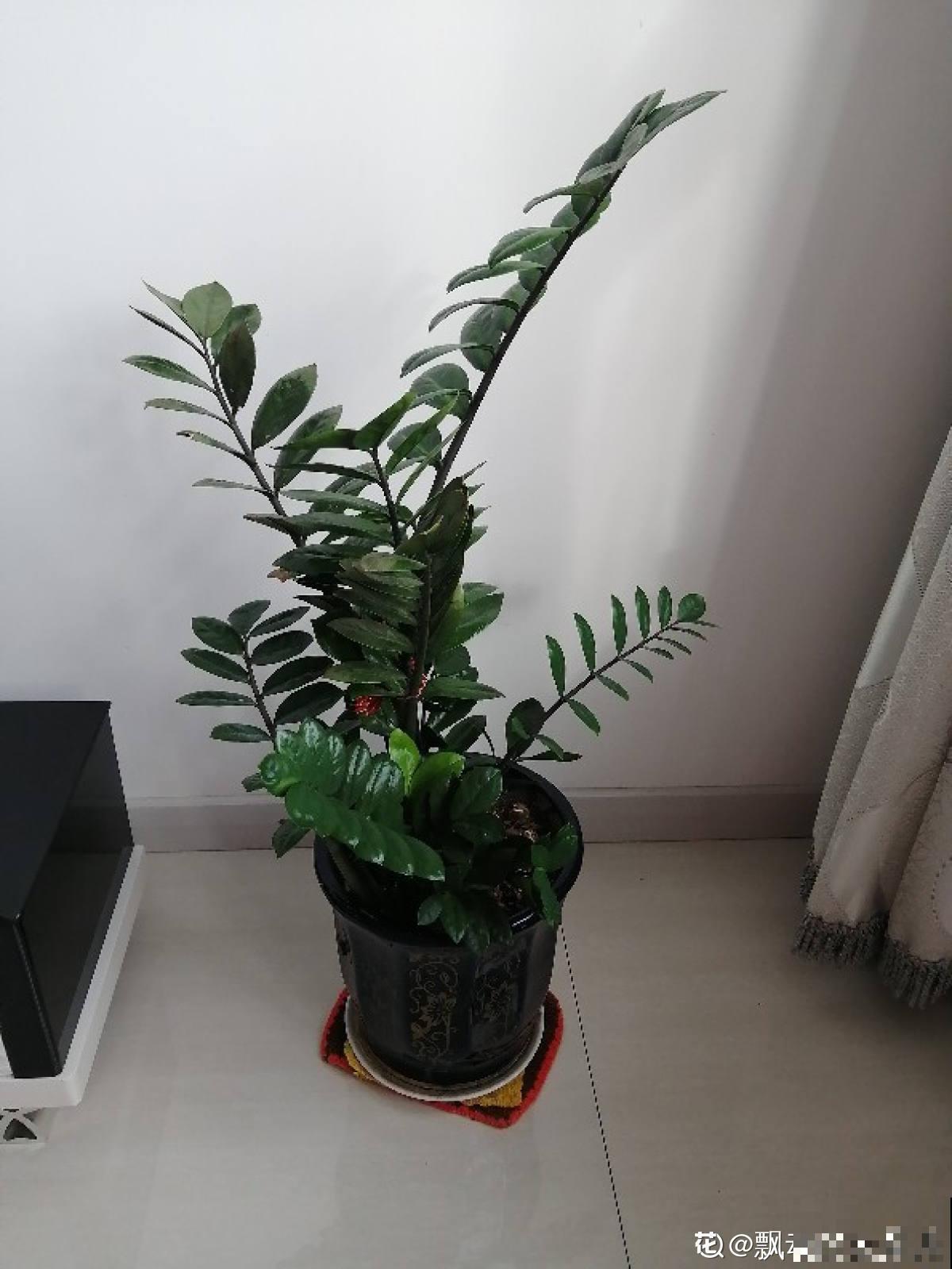 招财寓意植物大盘点，15种花养家里，有吉祥好兆头