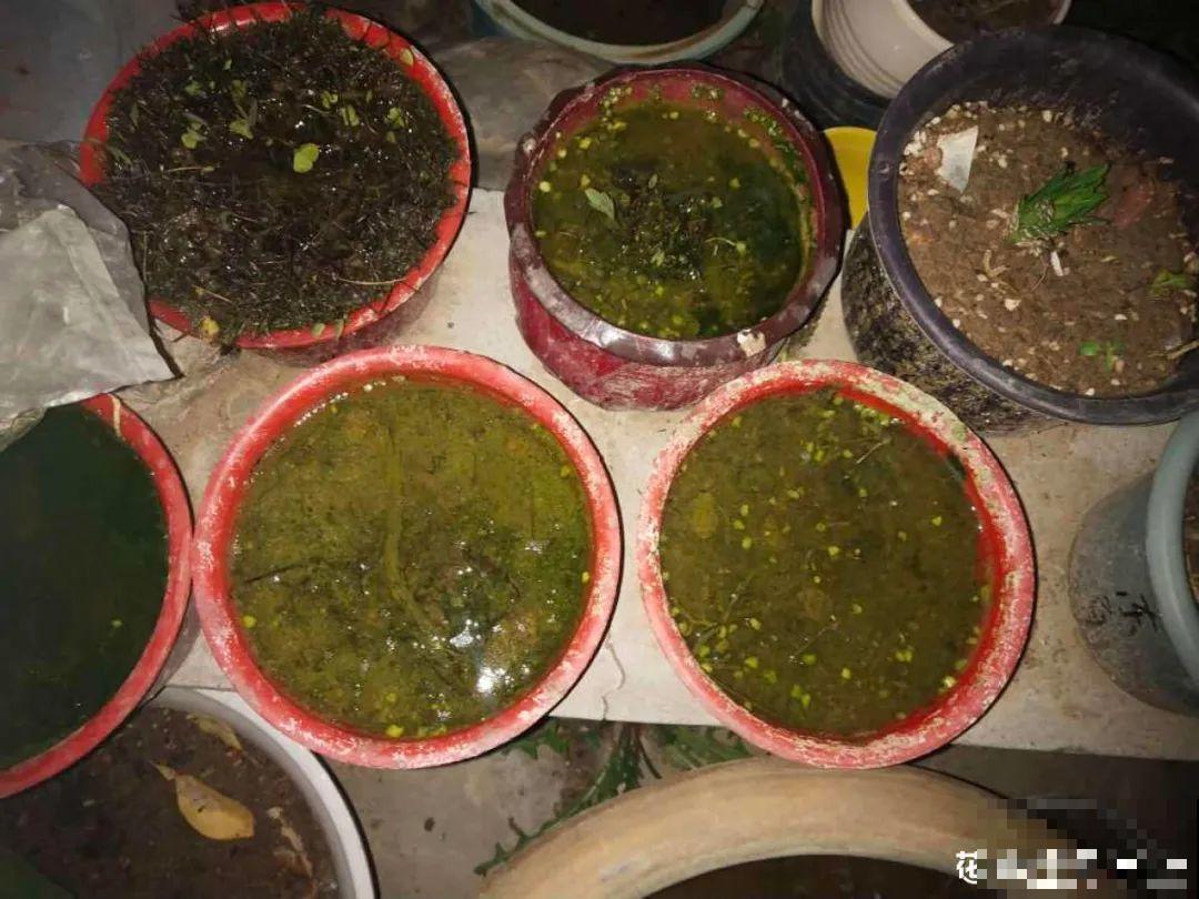 给花喂点小药片,植物开花多,越长越壮 给花喂点小药片,植物开花多,越长越壮