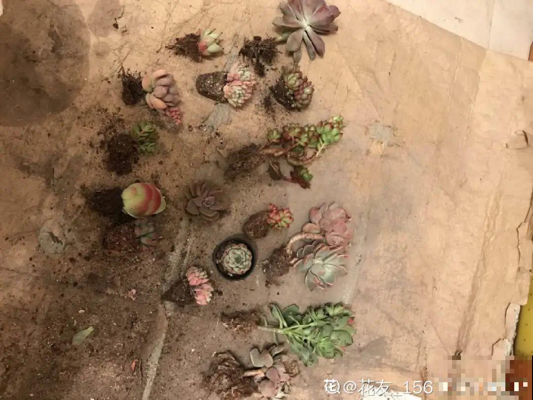 网购回家的花，一定要第一时间打开，不然都闷死了