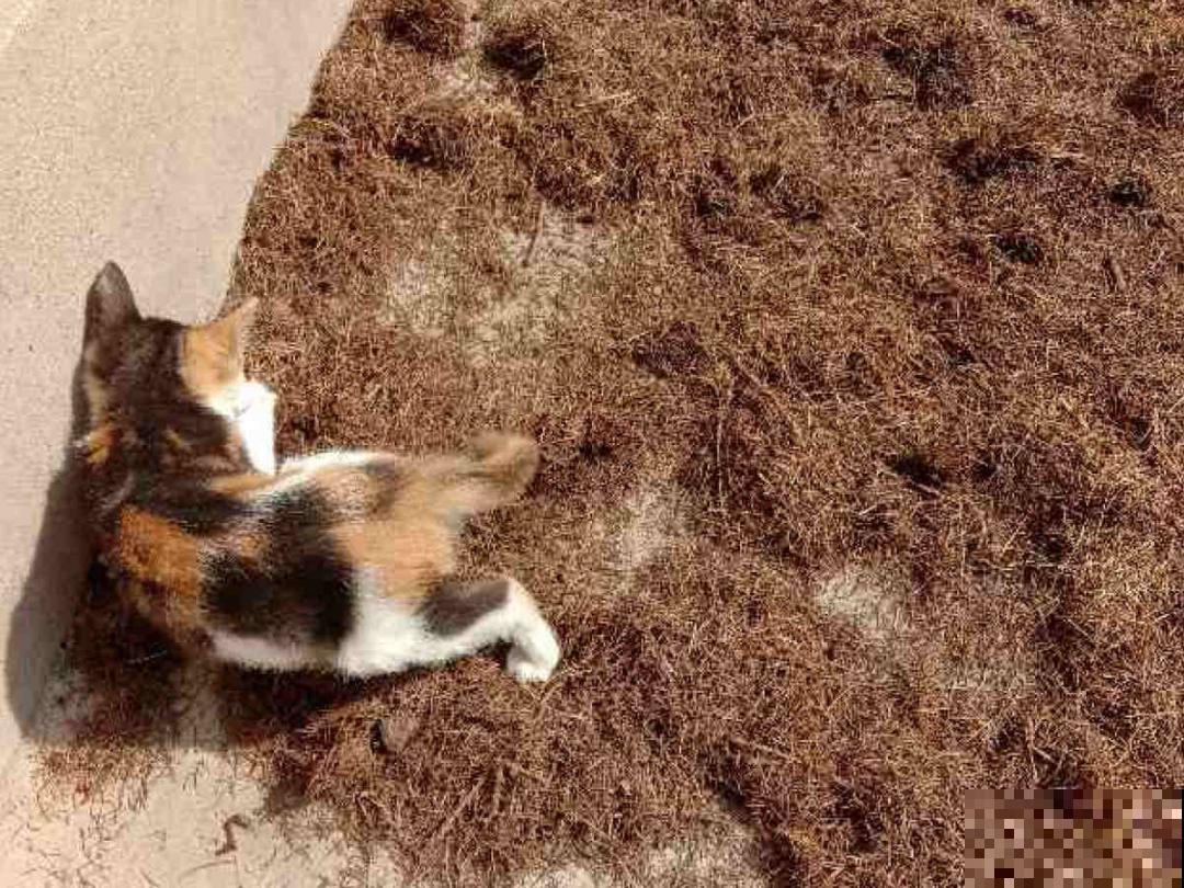 9种土别拿来养花,对花不好,容易黄叶烂根 9种土别拿来养花,对花不好,容易黄叶烂根