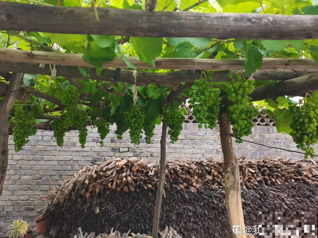 立秋后，7种花要扦插，满盆开花结果子