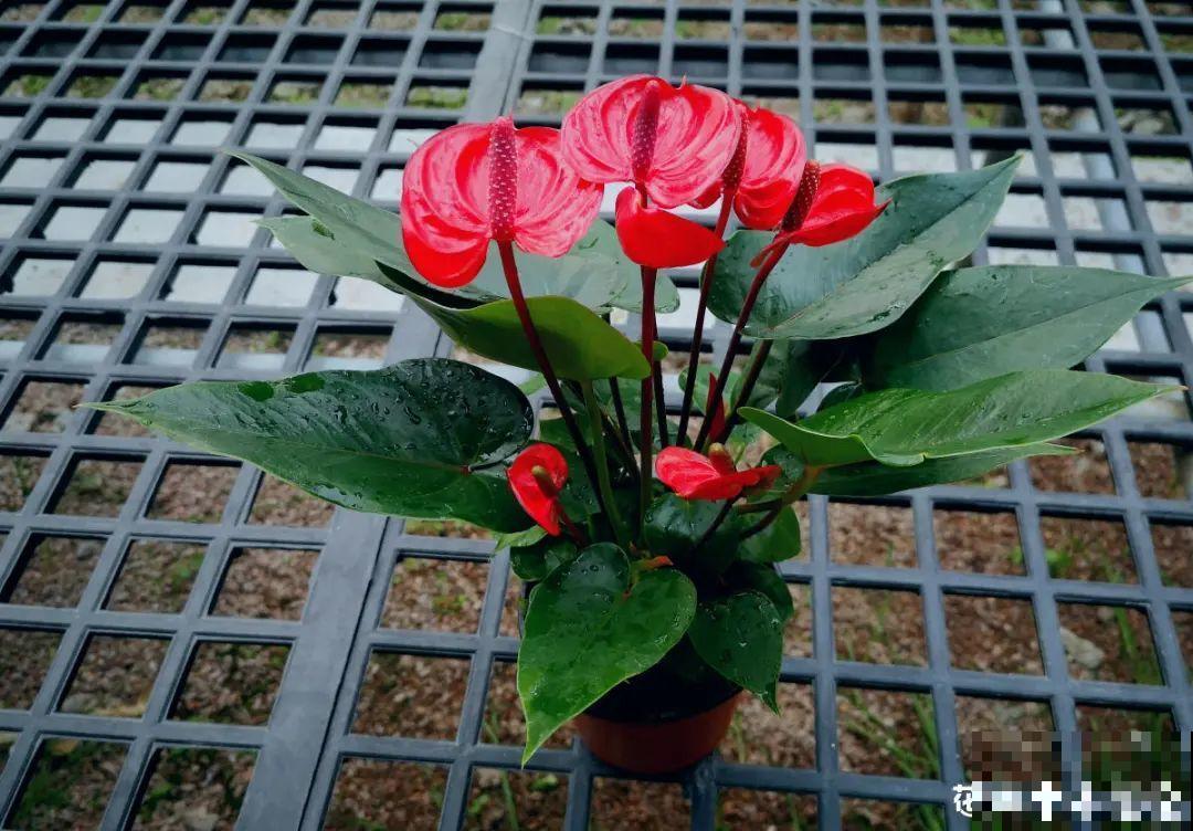 夏天养花，就怕乱浇水，千万不能积水