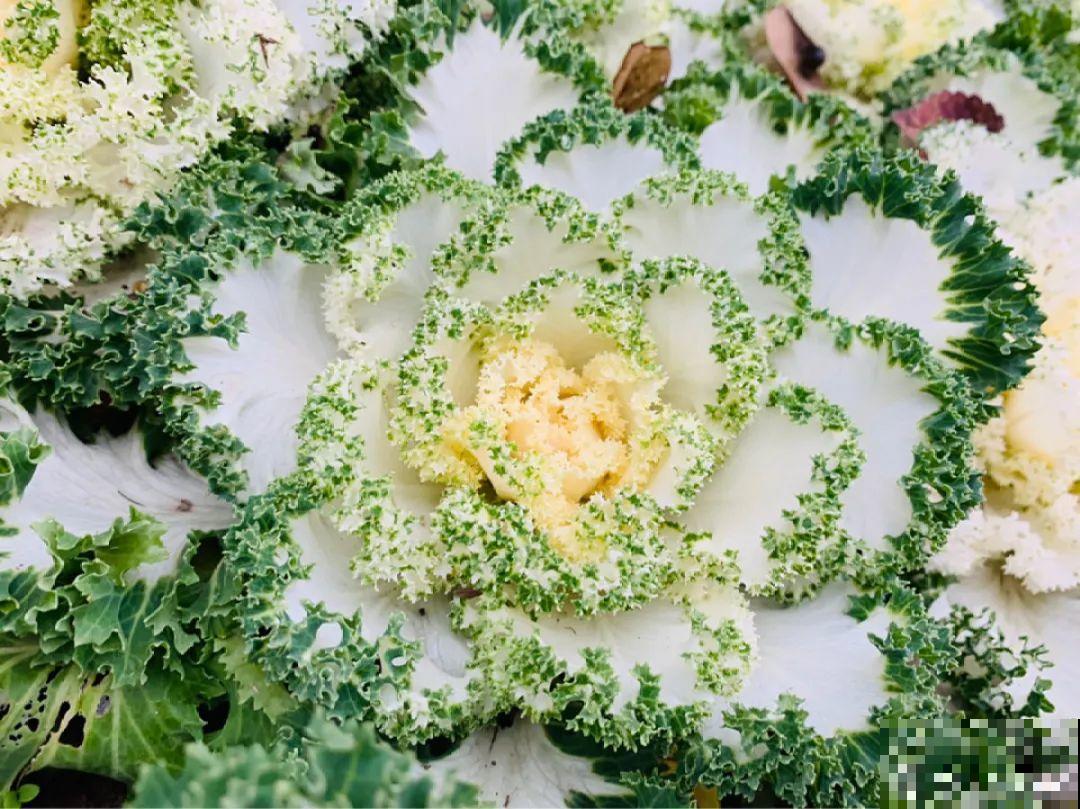 播种时间到,立秋后撒下去,冬春就开花 播种时间到,立秋后撒下去,冬春就开花