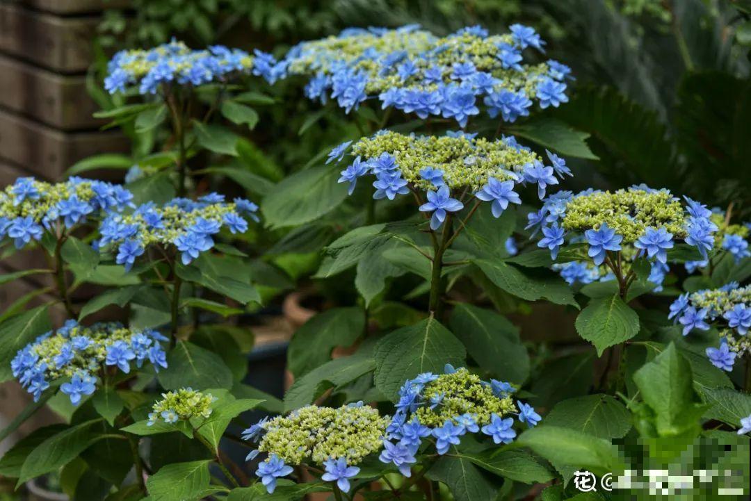 有个小院种种菜,养点花草,忘记半生喧嚣 有个小院种种菜,养点花草,忘记半生喧嚣