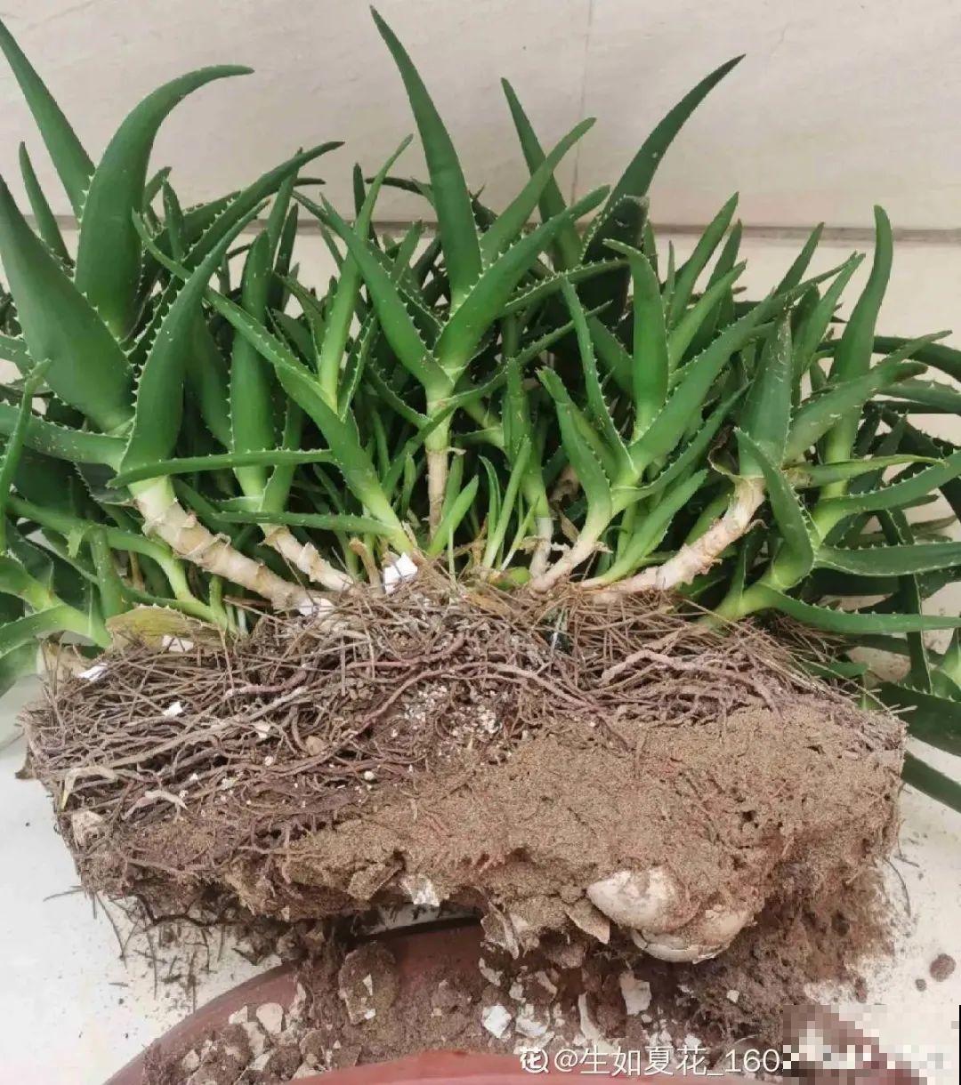 虎皮兰浅盆养，小芽嗖嗖冒，满盆都是新芽