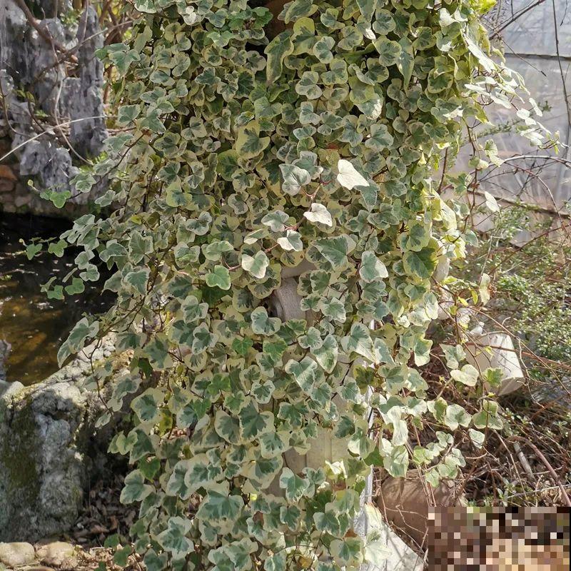 10种花,看着贵气有格调,实际价格很便宜 10种花,看着贵气有格调,实际价格很便宜