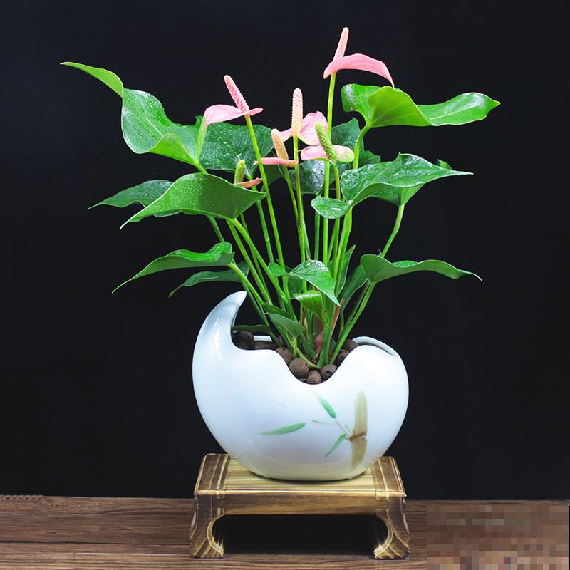 资深花友,还有什么是你没种过的?少见家养植物大曝光 资深花友,还有什么是你没种过的?少见家养植物大曝光