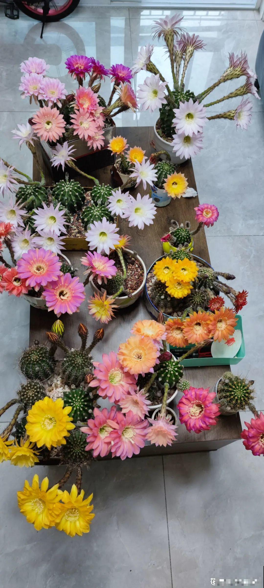 1种仙人球，开花美艳，一年能开好多次