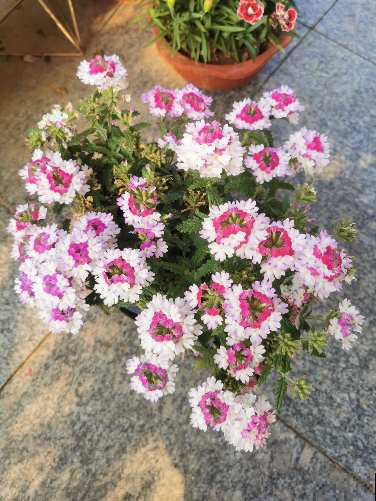 8月逛花市，看到3种花直接买回家，多晒太阳很快爆盆