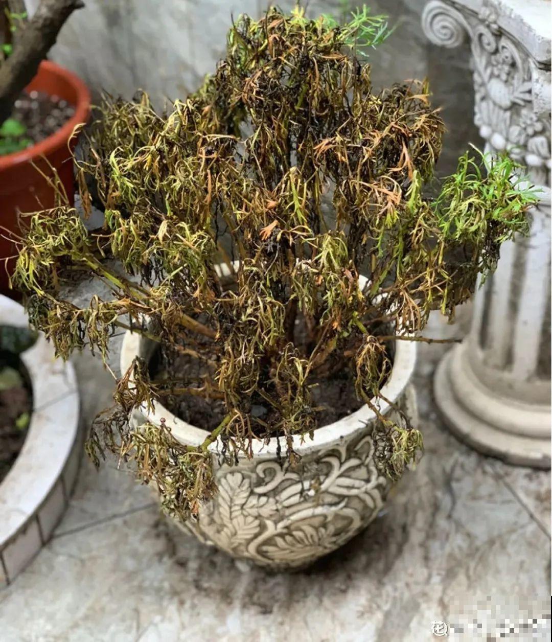初秋8种花不能剪，轻则不开花，严重可能剩空盆