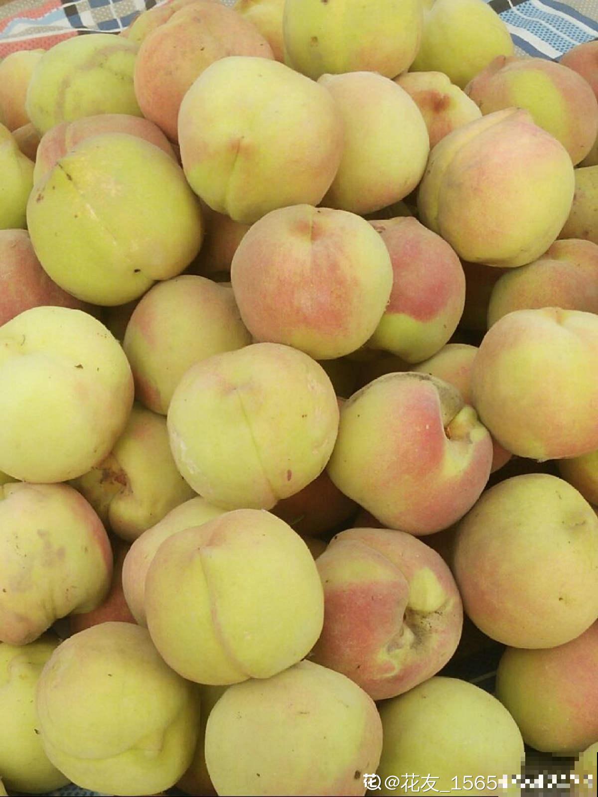 山东也是水果之乡！5种山东特色水果，你吃过几种