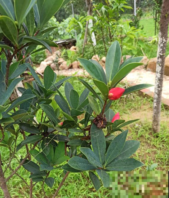 有7种花,冬天卖得最好,想度夏还要费点心 有7种花,冬天卖得最好,想度夏还要费点心