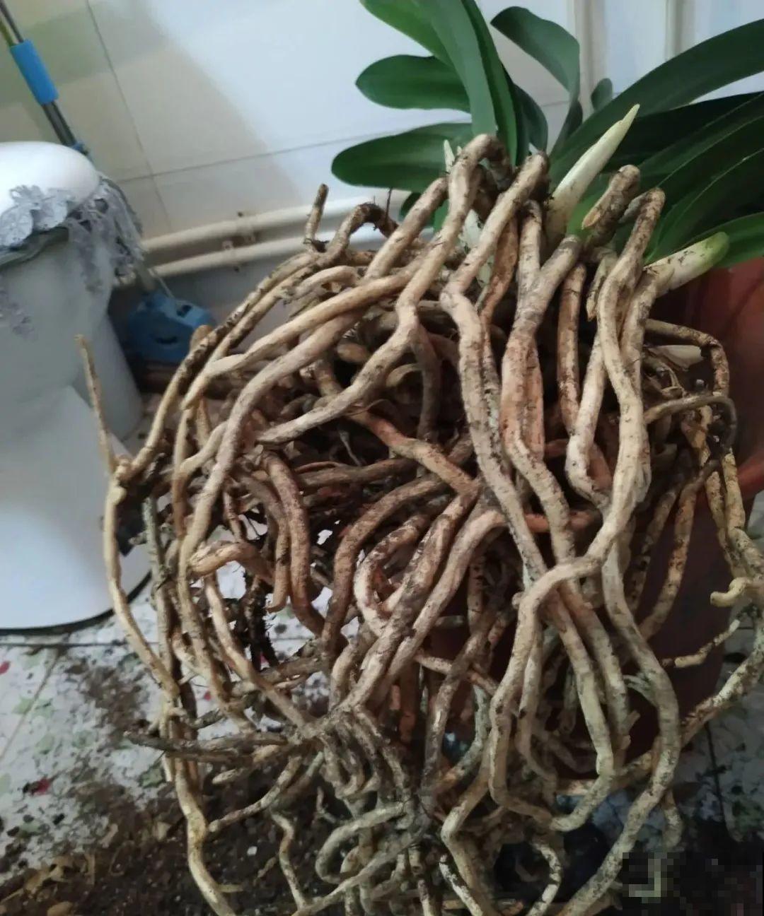 换盆时间到,换好后植物呼呼长,不换全年不开花 换盆时间到,换好后植物呼呼长,不换全年不开花