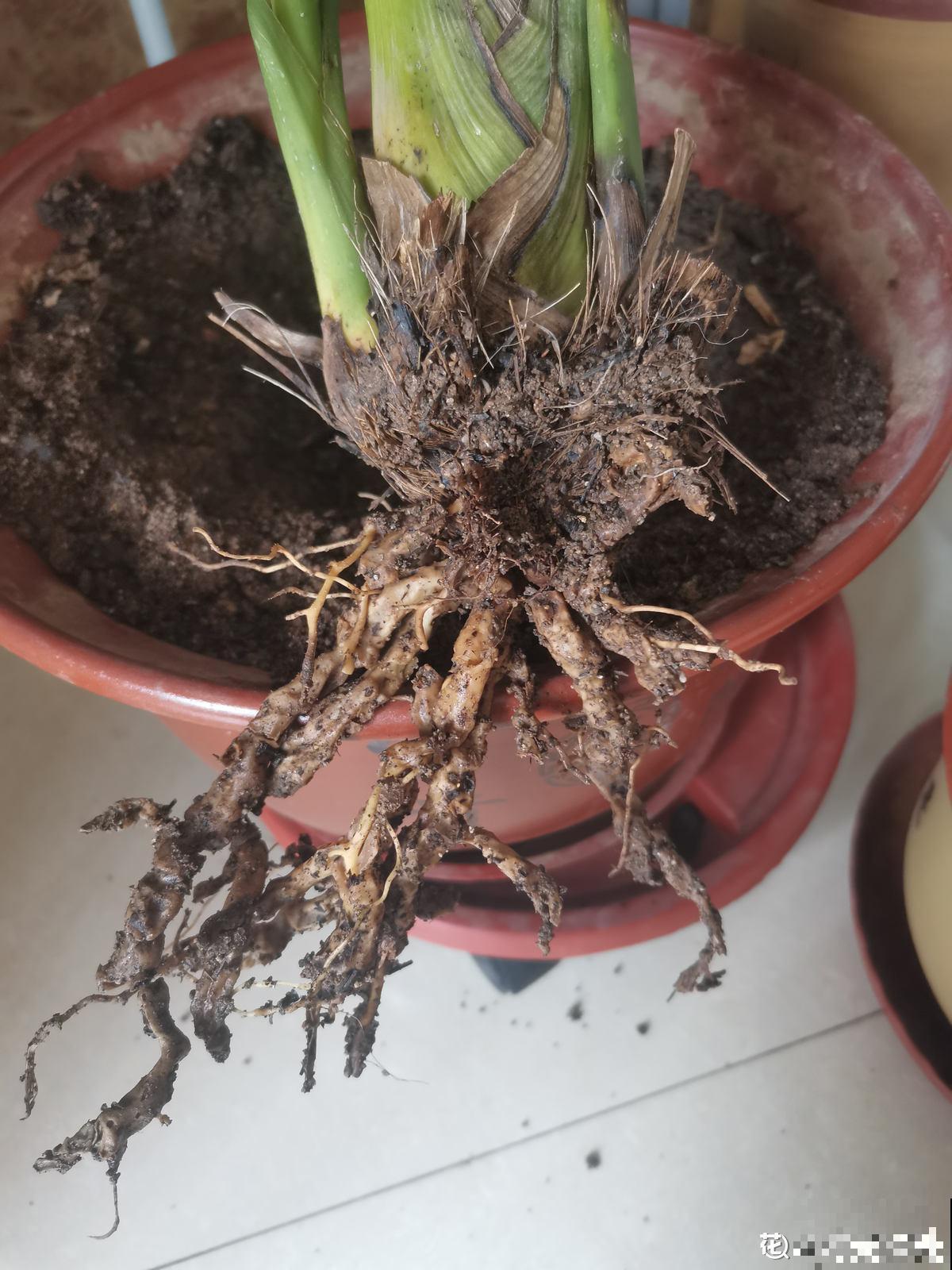 植物雨季没处躲，勤排水多打理，从此不怕下雨天