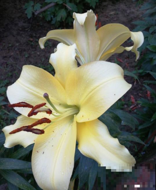 因为一盆花，丈夫和我大吵一架，爱花香有什么错