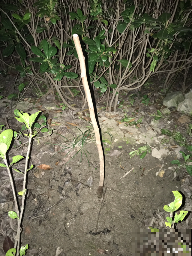 院里一棵柿子树，简单5步，红红火火丰收一片