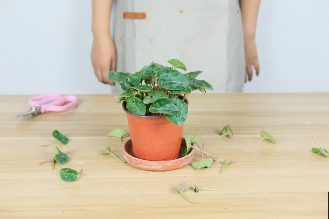 9种花,夏天休眠了,一定少浇水,否则越浇越死 9种花,夏天休眠了,一定少浇水,否则越浇越死