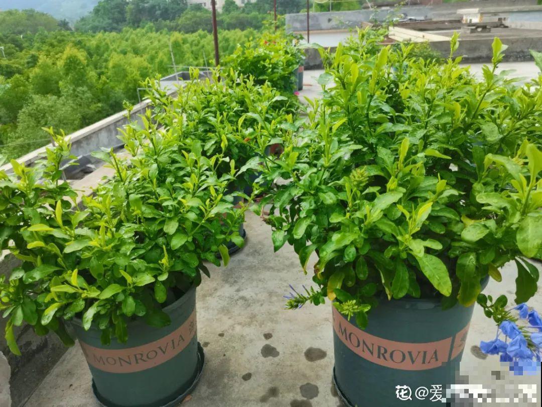 养花大神的爆花技巧，我给大家偷来了，赶紧学