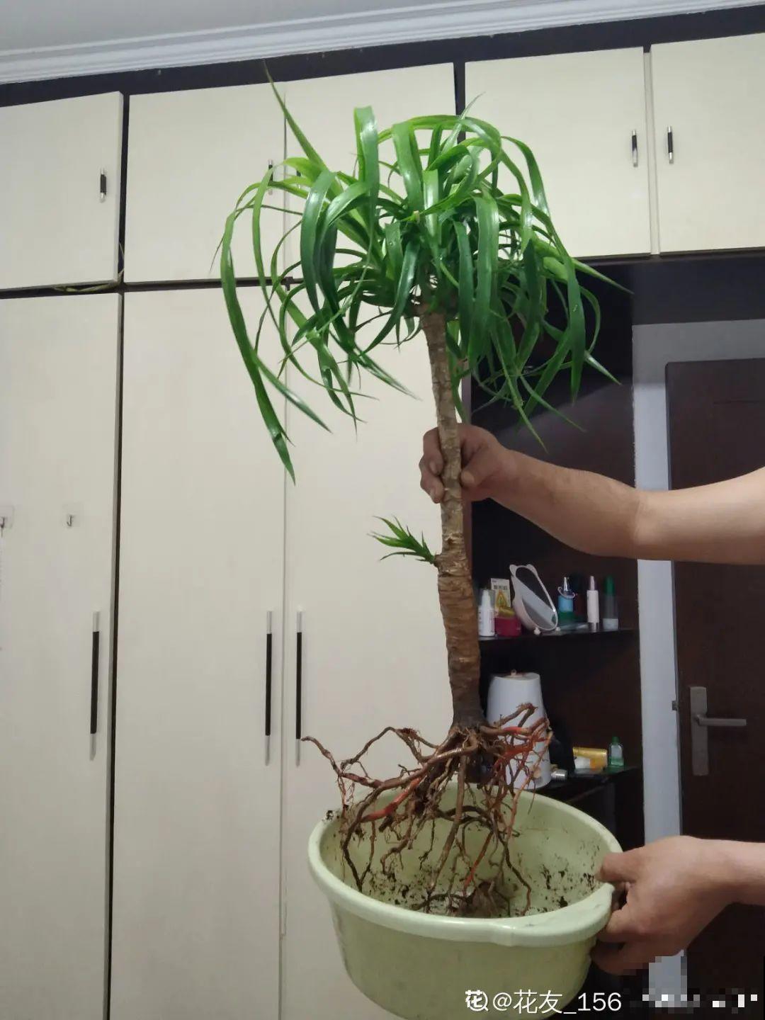 6种花夏天难养，贴土面砍一刀，新芽呼呼冒