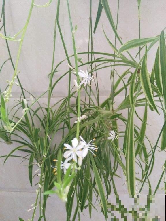 花期最短的4种花，昙花一现，短暂且美丽