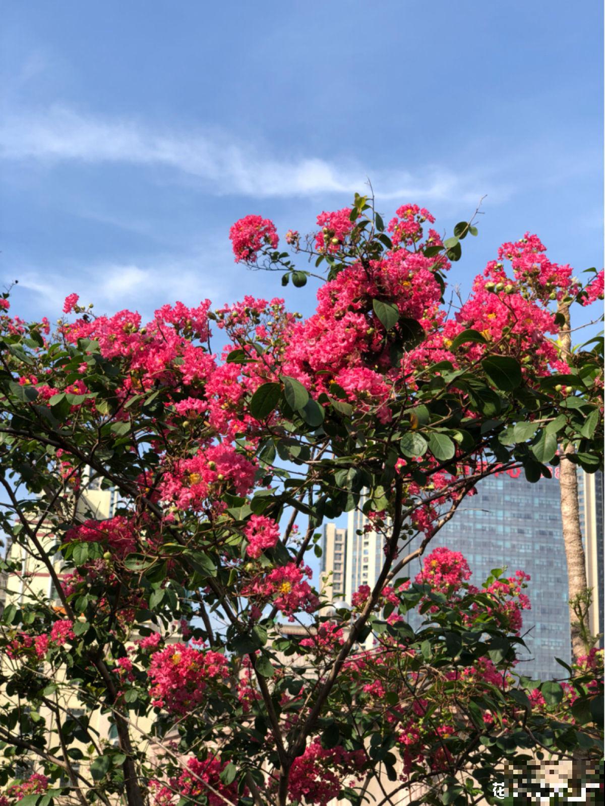 秋天是养花新高峰,院子赶紧种上4种花,美得像幅画 秋天是养花新高峰,院子赶紧种上4种花,美得像幅画