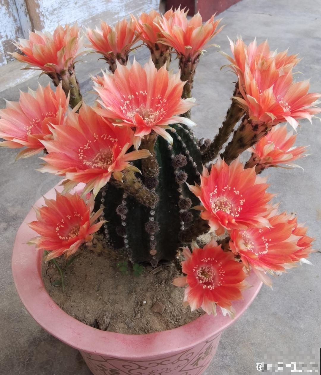 聪明人养4种花,一定记得收种子,多的能赚钱 聪明人养4种花,一定记得收种子,多的能赚钱