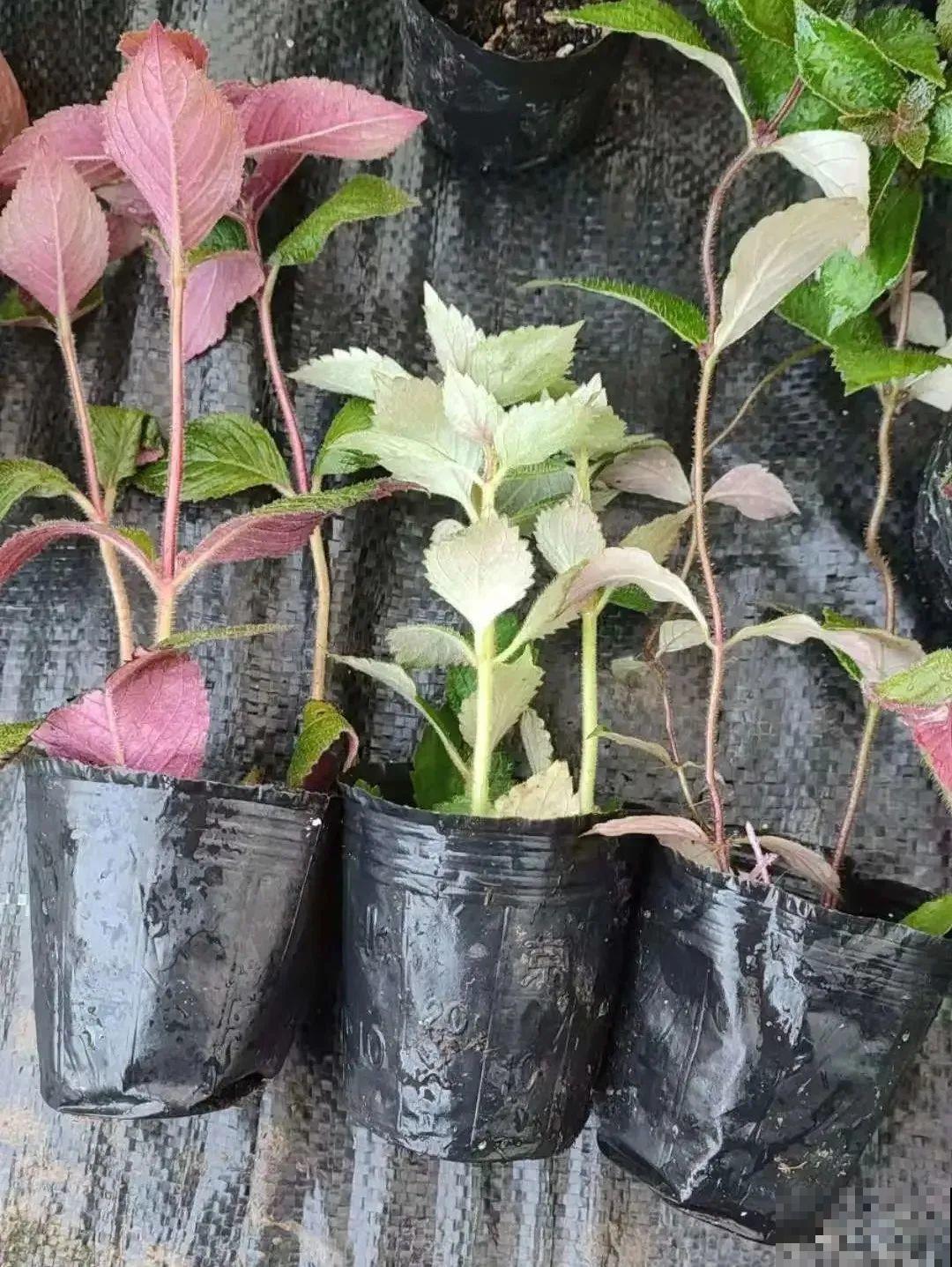 1种花特耐阴，开花像是小喇叭，花量巨大