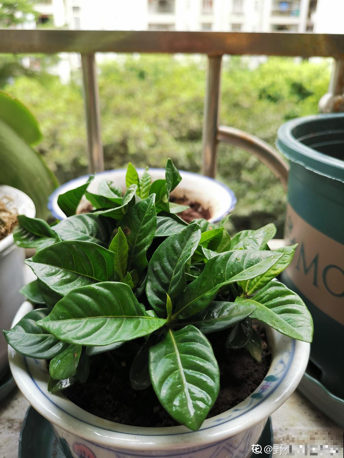 秋天植物苏醒后,重点防烂根,4个要点要做好 秋天植物苏醒后,重点防烂根,4个要点要做好