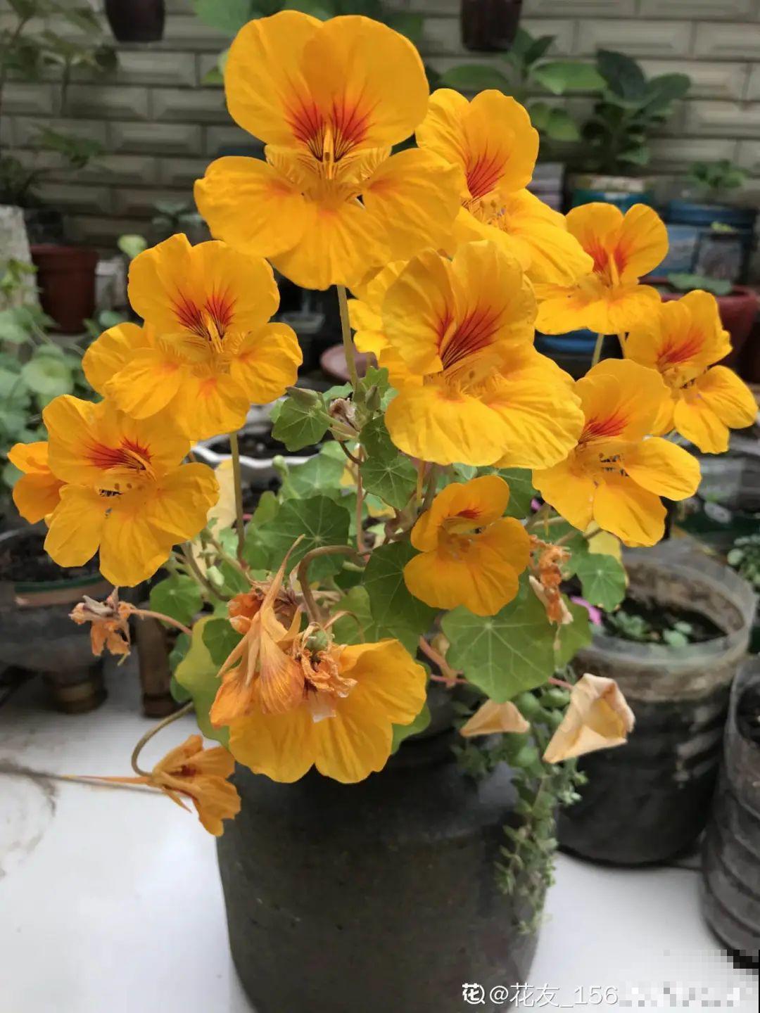 8种花名字里带金,听着就富贵,赶紧养一盆 8种花名字里带金,听着就富贵,赶紧养一盆